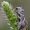 Baltajuostė eukarta - Eucarta virgo  | Fotografijos autorius : Arūnas Eismantas | © Macrogamta.lt | Šis tinklapis priklauso bendruomenei kuri domisi makro fotografija ir fotografuoja gyvąjį makro pasaulį.