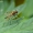 Slankmusė - Chrysopilus splendidus  | Fotografijos autorius : Darius Baužys | © Macrogamta.lt | Šis tinklapis priklauso bendruomenei kuri domisi makro fotografija ir fotografuoja gyvąjį makro pasaulį.