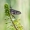 Lašalas - Ephemeroptera | Fotografijos autorius : Darius Baužys | © Macrogamta.lt | Šis tinklapis priklauso bendruomenei kuri domisi makro fotografija ir fotografuoja gyvąjį makro pasaulį.