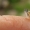Šviesialūpės dryžės - Cepaea hortensis jauniklis | Fotografijos autorius : Rasa Gražulevičiūtė | © Macrogamta.lt | Šis tinklapis priklauso bendruomenei kuri domisi makro fotografija ir fotografuoja gyvąjį makro pasaulį.