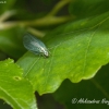 ? Stink lacewing (Chrysopa sp.) | Fotografijos autorius : Aleksandras Naryškin | © Macronature.eu | Macro photography web site