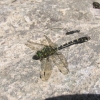 Žnyplinis laumžirgis - Onychogomphus forcipatus | Fotografijos autorius : Vytautas Uselis | © Macrogamta.lt | Šis tinklapis priklauso bendruomenei kuri domisi makro fotografija ir fotografuoja gyvąjį makro pasaulį.