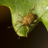 Gilinis vaisiastraublis – Curculio glandium | Fotografijos autorius : Giedrius Markevičius | © Macronature.eu | Macro photography web site