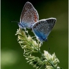 Amanda's Blues - Polyommatus amandus | Fotografijos autorius : Valdimantas Grigonis | © Macronature.eu | Macro photography web site