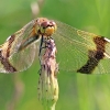 Rudajuostė skėtė - Sympetrum pedemontanum | Fotografijos autorius : Ramunė Činčikienė | © Macronature.eu | Macro photography web site