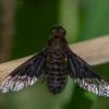 Black banded bee fly - Hemipenthes morio | Fotografijos autorius : Dalia Račkauskaitė | © Macronature.eu | Macro photography web site