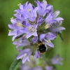 Bristly bellflower - Campanula cervicaria | Fotografijos autorius : Nomeda Vėlavičienė | © Macronature.eu | Macro photography web site