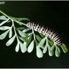 Common Swallowtail - Papilio machaon, caterpillar | Fotografijos autorius : Valdimantas Grigonis | © Macronature.eu | Macro photography web site