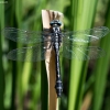 Upelinis laumžirgis - Gomphus vulgatissimus | Fotografijos autorius : Oskaras Venckus | © Macronature.eu | Macro photography web site