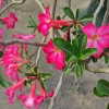 Desert rose - Adenium obesum | Fotografijos autorius : Nomeda Vėlavičienė | © Macronature.eu | Macro photography web site
