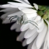 Flower crab spider - Misumena vatia | Fotografijos autorius : Valdimantas Grigonis | © Macrogamta.lt | Šis tinklapis priklauso bendruomenei kuri domisi makro fotografija ir fotografuoja gyvąjį makro pasaulį.