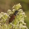 Flower longhorn beetle – Anastrangalia dubia reyi  | Fotografijos autorius : Giedrius Markevičius | © Macronature.eu | Macro photography web site