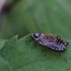 Forest cockroach - Ectobius sylvestris | Fotografijos autorius : Vytautas Gluoksnis | © Macronature.eu | Macro photography web site