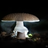Smailiažvynė dygiabudė - Echinoderma asperum | Fotografijos autorius : Eglė Vičiuvienė | © Macronature.eu | Macro photography web site
