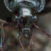 Ground beetle - Carabidae | Fotografijos autorius : Vidas Brazauskas | © Macronature.eu | Macro photography web site