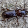 Ground beetle - Tapinopterus sp. | Fotografijos autorius : Žilvinas Pūtys | © Macronature.eu | Macro photography web site