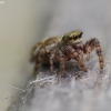 Jumping spider - Dendryphantes hastatus | Fotografijos autorius : Irenėjas Urbonavičius | © Macrogamta.lt | Šis tinklapis priklauso bendruomenei kuri domisi makro fotografija ir fotografuoja gyvąjį makro pasaulį.