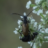 Longhorn beetle – Paracorymbia maculicornis | Fotografijos autorius : Giedrius Markevičius | © Macronature.eu | Macro photography web site