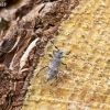 Longhorn beetle - Acanthocinus griseus | Fotografijos autorius : Giedrius Markevičius | © Macronature.eu | Macro photography web site