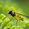 Marmalade hoverfly - Episyrphus balteatus | Fotografijos autorius : Irenėjas Urbonavičius | © Macronature.eu | Macro photography web site