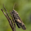 Rattle grasshopper – Psophus stridulus | Fotografijos autorius : Giedrius Markevičius | © Macronature.eu | Macro photography web site