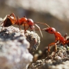 Raudongalvė skruzdėlė - Formica truncorum | Fotografijos autorius : Irenėjas Urbonavičius | © Macrogamta.lt | Šis tinklapis priklauso bendruomenei kuri domisi makro fotografija ir fotografuoja gyvąjį makro pasaulį.