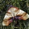 Brūkšniuotasis sprindžius (Plagodis dolabraria) | Fotografijos autorius : Žydrūnas Daunoravičius | © Macronature.eu | Macro photography web site