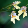 Smulkiažiedė sprigė - Impatiens parviflora | Fotografijos autorius : Ramunė Činčikienė | © Macronature.eu | Macro photography web site