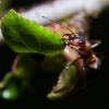 Rudoji miško skruzdėlė - Formica rufa | Fotografijos autorius : Irenėjas Urbonavičius | © Macronature.eu | Macro photography web site