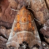 Gluosninis žieminukas - Scoliopteryx libatrix | Fotografijos autorius : Zita Gasiūnaitė | © Macronature.eu | Macro photography web site