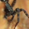 Thin-legged wolf spider - Pardosa sp. | Fotografijos autorius : Vidas Brazauskas | © Macronature.eu | Macro photography web site