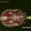 Lenktagalvė vėžliablakė - Eurygaster testudinaria | Fotografijos autorius : Rimantas Stankūnas | © Macronature.eu | Macro photography web site