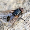 Cluster fly | Pollenia sp. | Fotografijos autorius : Darius Baužys | © Macrogamta.lt | Šis tinklapis priklauso bendruomenei kuri domisi makro fotografija ir fotografuoja gyvąjį makro pasaulį.