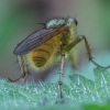 Geltonoji mėšlamusė - Scathophaga stercoraria | Fotografijos autorius : Žilvinas Pūtys | © Macronature.eu | Macro photography web site