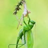 Žiogas - Tettigoniidae sp.  | Fotografijos autorius : Lukas Jonaitis | © Macrogamta.lt | Šis tinklapis priklauso bendruomenei kuri domisi makro fotografija ir fotografuoja gyvąjį makro pasaulį.
