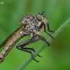 Plėšriamusė - Tolmerus cingulatus | Fotografijos autorius : Armandas Kazlauskas | © Macrogamta.lt | Šis tinklapis priklauso bendruomenei kuri domisi makro fotografija ir fotografuoja gyvąjį makro pasaulį.