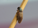 Pasėlinis dirvaspragšis - Agriotes sputator | Fotografijos autorius : Vytautas Gluoksnis | © Macrogamta.lt | Šis tinklapis priklauso bendruomenei kuri domisi makro fotografija ir fotografuoja gyvąjį makro pasaulį.