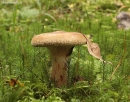 Pilkoji meškutė - Paxillus involutus | Fotografijos autorius : Vytautas Gluoksnis | © Macronature.eu | Macro photography web site