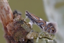 Baltalksninė keršoji kandelė - Phyllonorycter strigulatella | Fotografijos autorius : Arūnas Eismantas | © Macronature.eu | Macro photography web site