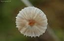 Grakščioji šalmenė - Hemimycena cf. gracilis | Fotografijos autorius : Gintautas Steiblys | © Macrogamta.lt | Šis tinklapis priklauso bendruomenei kuri domisi makro fotografija ir fotografuoja gyvąjį makro pasaulį.