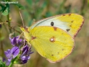 Dirvinis gelsvys - Colias hyale | Fotografijos autorius : Oskaras Venckus | © Macronature.eu | Macro photography web site