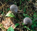 Pilkoji tauriabudė - Clitocybe nebularis | Fotografijos autorius : Aleksandras Stabrauskas | © Macrogamta.lt | Šis tinklapis priklauso bendruomenei kuri domisi makro fotografija ir fotografuoja gyvąjį makro pasaulį.