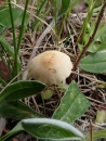Pusgaubtė dirvabudė - Agrocybe pediades | Fotografijos autorius : Vitalij Drozdov | © Macrogamta.lt | Šis tinklapis priklauso bendruomenei kuri domisi makro fotografija ir fotografuoja gyvąjį makro pasaulį.