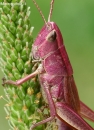 Neporinis skėriukas - Chrysochraon dispar, patelė (rausvos spalvos variatetas)  | Fotografijos autorius : Gintautas Steiblys | © Macrogamta.lt | Šis tinklapis priklauso bendruomenei kuri domisi makro fotografija ir fotografuoja gyvąjį makro pasaulį.