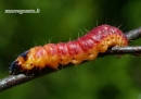 Gluosninis medgręžis - Cossus cossus | Fotografijos autorius : Vilius Grigaliūnas | © Macrogamta.lt | Šis tinklapis priklauso bendruomenei kuri domisi makro fotografija ir fotografuoja gyvąjį makro pasaulį.