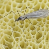 Žieminis uodas - Trichocera sp. | Fotografijos autorius : Kazimieras Martinaitis | © Macrogamta.lt | Šis tinklapis priklauso bendruomenei kuri domisi makro fotografija ir fotografuoja gyvąjį makro pasaulį.