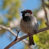  Naminis žvirblis - Passer domesticus | Fotografijos autorius : Gintautas Steiblys | © Macrogamta.lt | Šis tinklapis priklauso bendruomenei kuri domisi makro fotografija ir fotografuoja gyvąjį makro pasaulį.