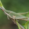  Pyrgomorpha conica  | Fotografijos autorius : Gintautas Steiblys | © Macrogamta.lt | Šis tinklapis priklauso bendruomenei kuri domisi makro fotografija ir fotografuoja gyvąjį makro pasaulį.