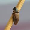 Pasėlinis dirvaspragšis - Agriotes sputator | Fotografijos autorius : Vytautas Gluoksnis | © Macrogamta.lt | Šis tinklapis priklauso bendruomenei kuri domisi makro fotografija ir fotografuoja gyvąjį makro pasaulį.