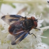 Dygliamusė - Phasia hemiptera ♂ | Fotografijos autorius : Vytautas Gluoksnis | © Macrogamta.lt | Šis tinklapis priklauso bendruomenei kuri domisi makro fotografija ir fotografuoja gyvąjį makro pasaulį.